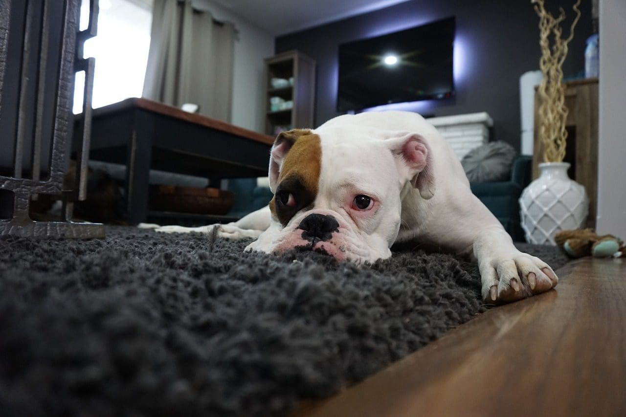 Upholstery Cleaning Fairfax 7 boxer, dog, lazy-1562522.jpg